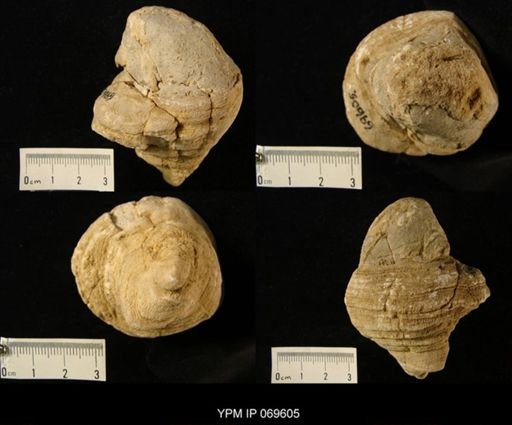 Sphaerulites angeiodes