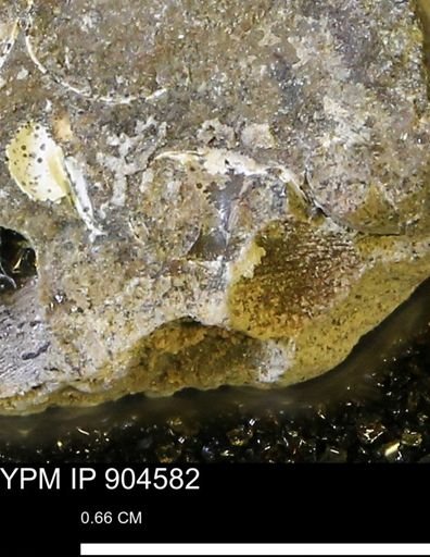 undet. Mollusca