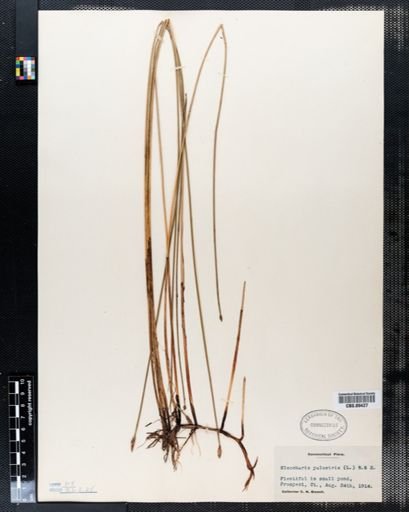Eleocharis palustris