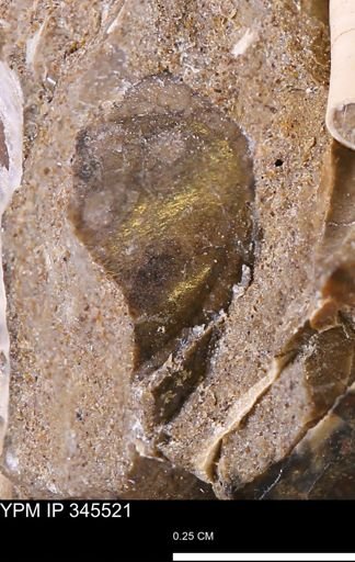 undet. Mollusca