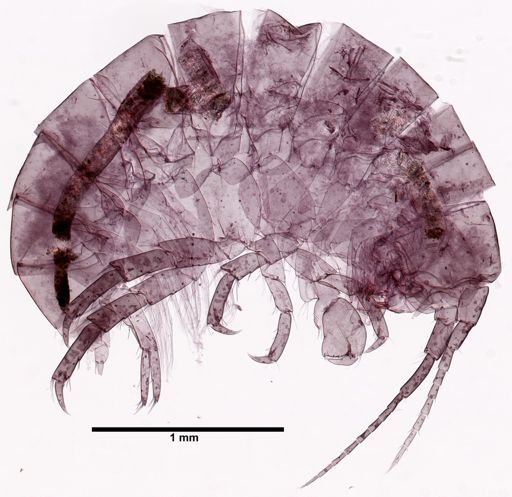 Hyalella cf. azteca