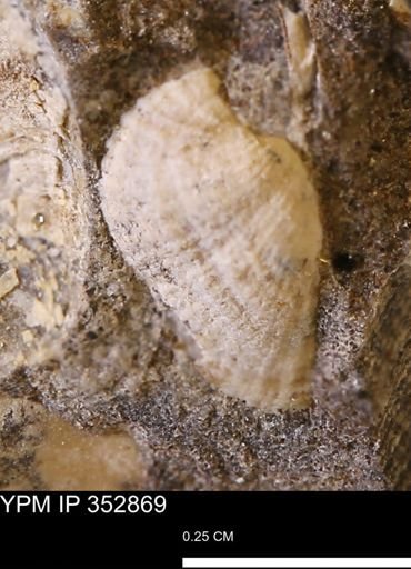 Parallelodon (Cosmetodon) sp.