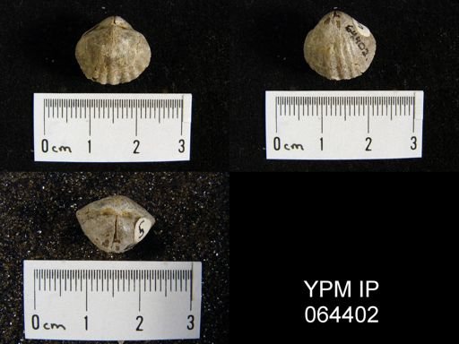 Sieberella roemeri