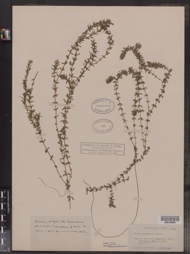 Elodea canadensis