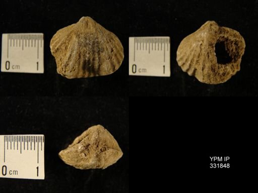 Orthorhynchula?