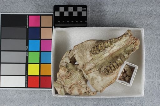 Merycoidodon culbertsoni