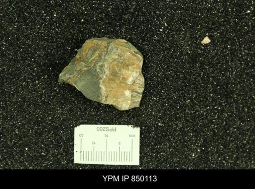 undet. Scaphitidae