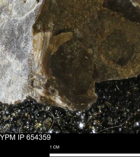 undet. Mollusca