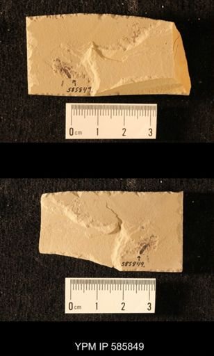 undet. Staphylinidae