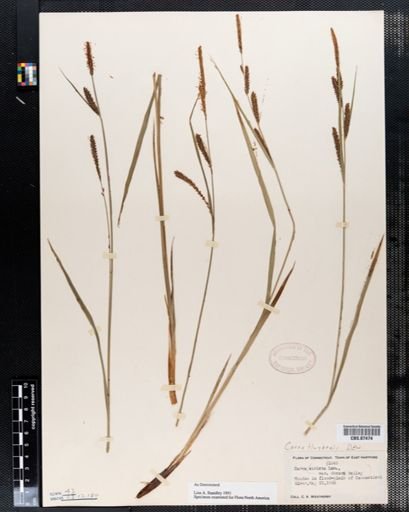 Carex haydenii