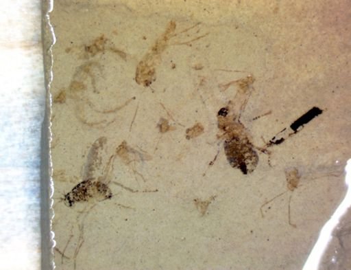 undet. Brachycera
