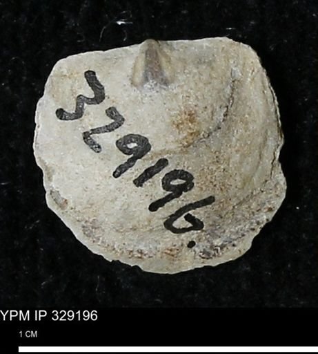 Pholidostrophia iowaensis