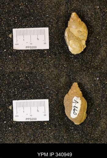 Euspira sp.