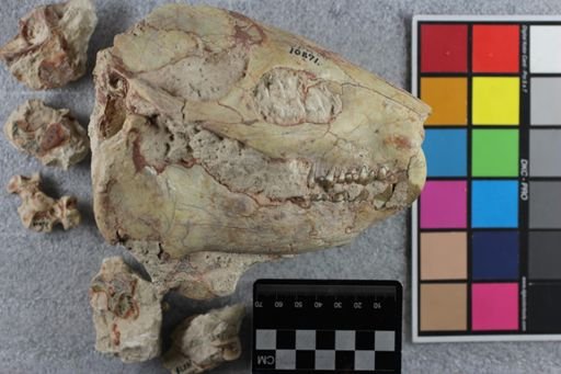 Merycoidodon culbertsoni culbertsoni