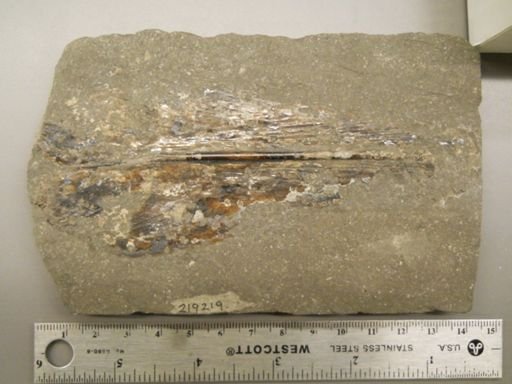 Teudopsis sp.