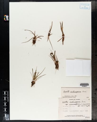 Plantae