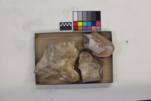 Brontotheriidae