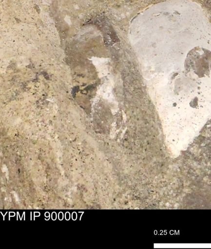 undet. Mollusca