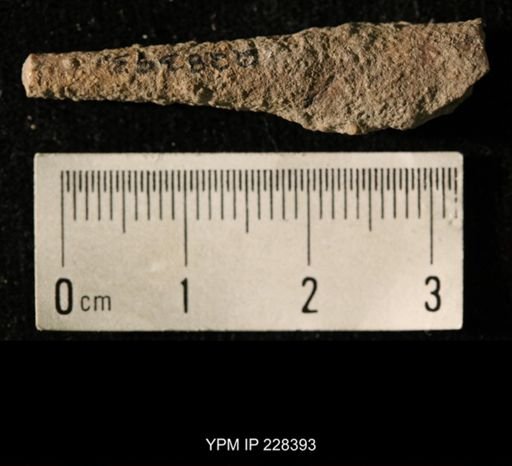 Pseudorthoceras knoxense