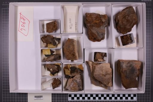 mixed taxa, stratigraphic collection