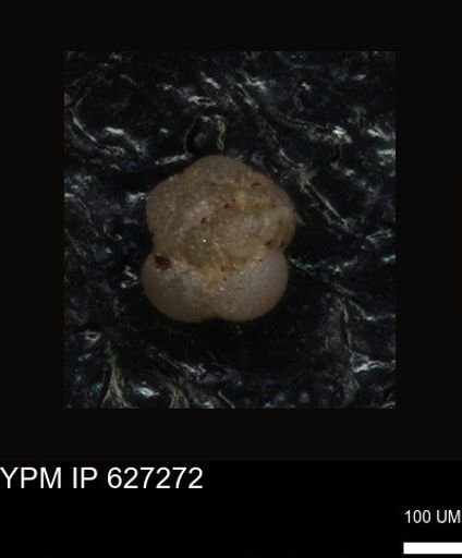 undet. Foraminiferida