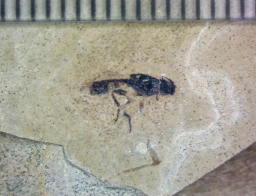 undet. Hexapoda