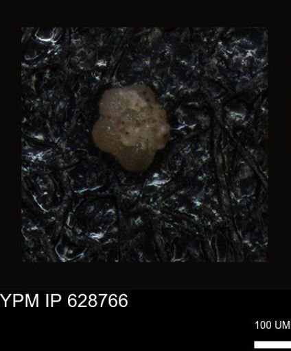 undet. Foraminiferida