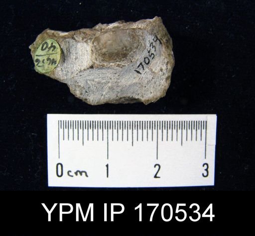 Tritoechia?