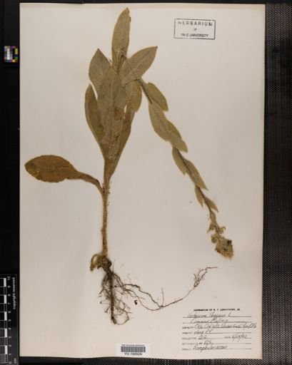 Plantae