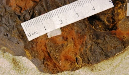 Dammara borealis