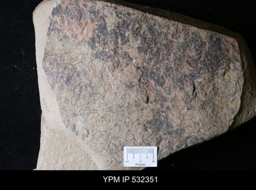 undet. Graptolithina