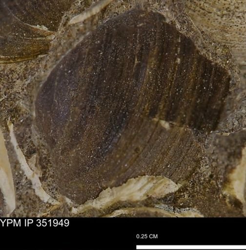 Limopsis striatopunctatus