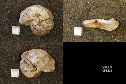 Discoscaphites conradi
