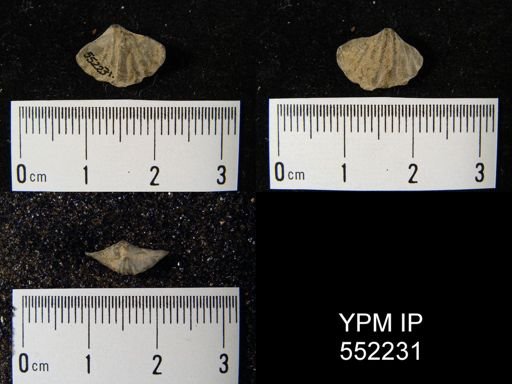 Delthyris crispa