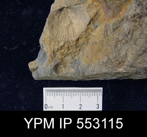 Tropidoleptus sp.