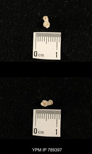 undet. Bryozoa