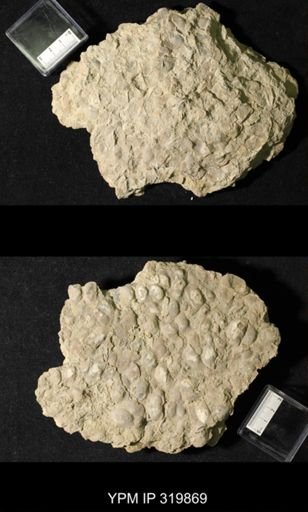 Chonetes granulifer meekanus