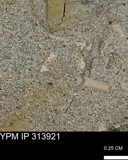 undet. Scaphopoda