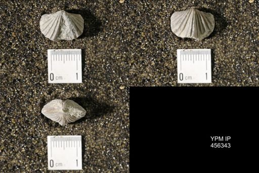 Platystrophia biforata
