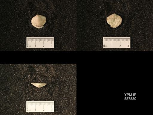Rhipidomellidae