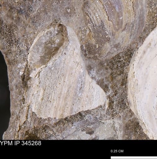 undet. Bivalvia
