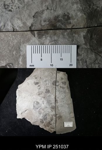undet. Cephalopoda