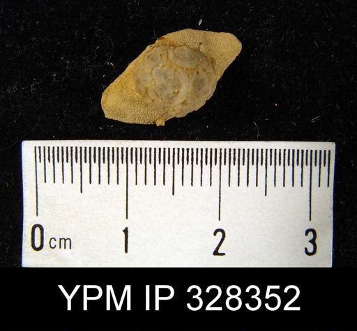 Stropheodonta sp.