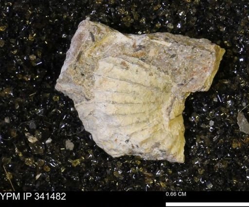 Scaphites sp.