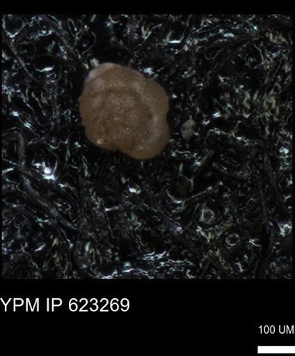 undet. Foraminiferida