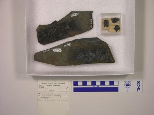 Semionotus brauni