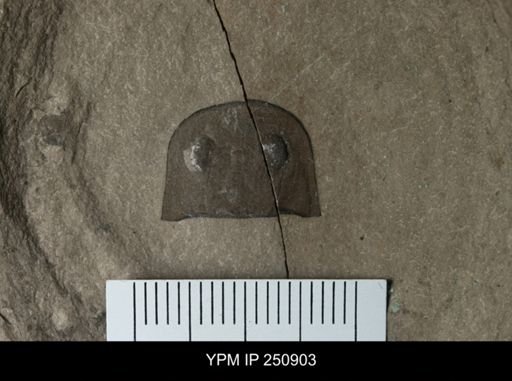 Eurypterus