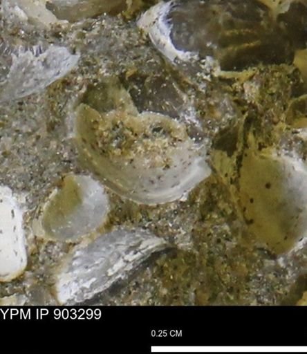 Corbulamella sp.