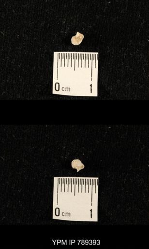 undet. Bryozoa