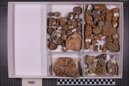 mixed taxa, stratigraphic collection
